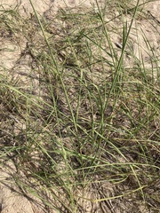 Sporobolus rigidus magnus