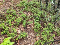 Vaccinium fragile