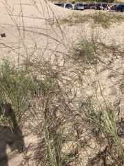 Sporobolus rigidus magnus