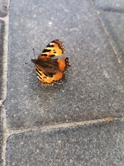 Aglais urticae