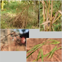 Themeda arguens