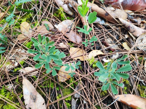 Lespedeza forrestii