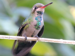 Chlorostilbon lucidus