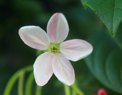 Combretum indicum