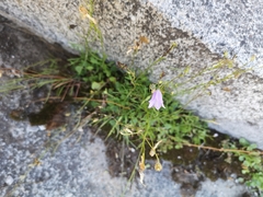 Campanula rotundifolia