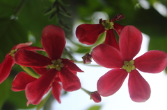 Combretum indicum
