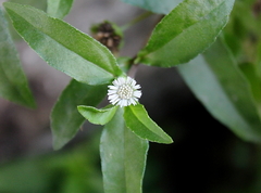 Eclipta prostrata