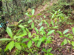 Viburnum cylindricum