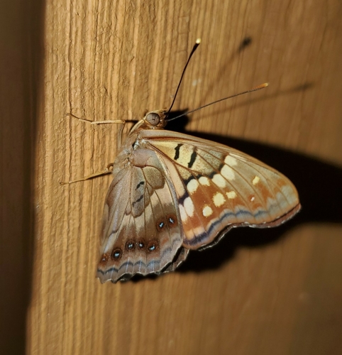 Tawny Emperor photo 4