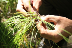 Carex pediformis macroura