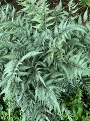 Athyrium niponicum