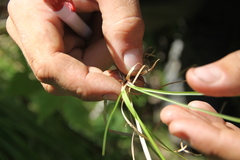 Carex pediformis macroura