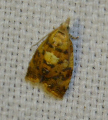 Pseudargyrotoza conwagana