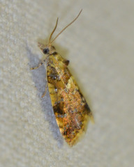 Pseudargyrotoza conwagana