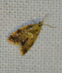 Pseudargyrotoza conwagana