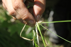Carex pediformis macroura