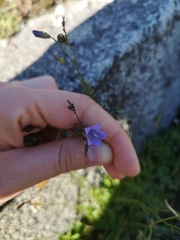 Campanula rotundifolia
