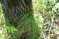 Carex pediformis macroura