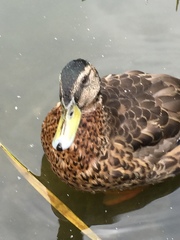 Anas platyrhynchos