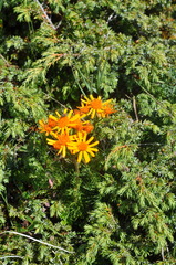 Jacobaea abrotanifolia