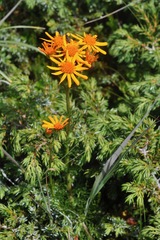Jacobaea abrotanifolia