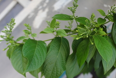 Combretum indicum