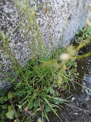 Campanula rotundifolia