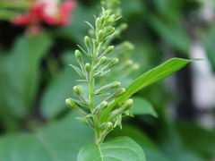 Combretum indicum