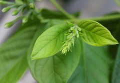 Combretum indicum