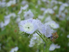 Phacelia purshii