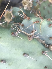 Opuntia phaeacantha