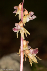 Epipogium aphyllum