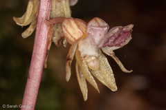 Epipogium aphyllum