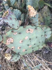 Opuntia phaeacantha