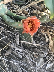 Opuntia phaeacantha
