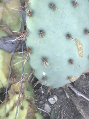 Opuntia phaeacantha