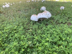 Chlorophyllum molybdites
