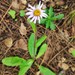 Erigeron breviscapus - Photo (c) 刘光裕 Liu Guangyu, some rights reserved (CC BY-NC), uploaded by 刘光裕 Liu Guangyu