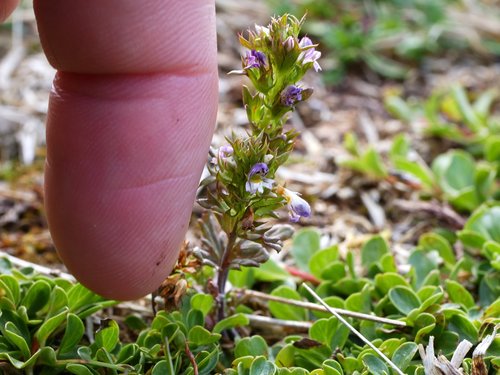 Image of Euphrasia salisburgensis by (c) Wolfgang Jauch, some rights reserved (CC BY)