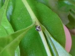 Psyllobora bicongregata