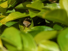 Chinavia erythrocnemis