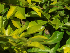 Chinavia erythrocnemis