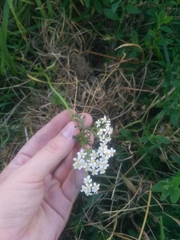Achillea millefolium