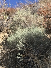 Brickellia nevinii