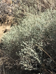 Brickellia nevinii