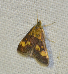 Pyrausta aurata