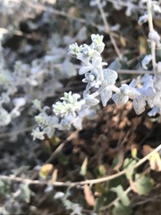 Brickellia nevinii