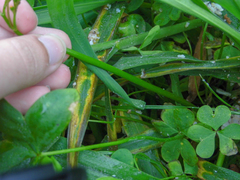 Oxalis bipartita
