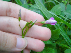 Oxalis bipartita