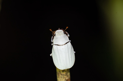 Cyphochilus apicalis